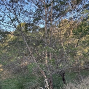 Acacia mearnsii at Kangaroo Valley, NSW - 11 Sep 2023