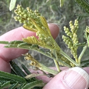 Acacia mearnsii at Kangaroo Valley, NSW - suppressed