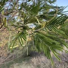 Acacia mearnsii at Kangaroo Valley, NSW - suppressed
