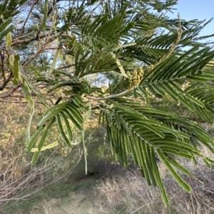 Acacia mearnsii at Kangaroo Valley, NSW - 11 Sep 2023