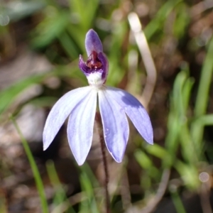 Cyanicula caerulea at Indigo Valley, VIC - 31 Aug 2023