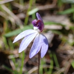 Cyanicula caerulea at Indigo Valley, VIC - 31 Aug 2023