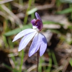 Cyanicula caerulea at Indigo Valley, VIC - suppressed