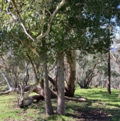 Brachychiton populneus (Kurrajong) at Chiltern-Mt Pilot National Park - 31 Aug 2023 by AnneG1