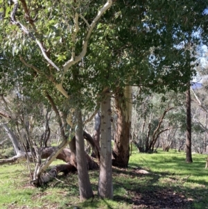 Brachychiton populneus (Kurrajong) at Chiltern, VIC by AnneG1