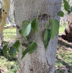 Brachychiton populneus at Chiltern, VIC - 31 Aug 2023 11:23 AM