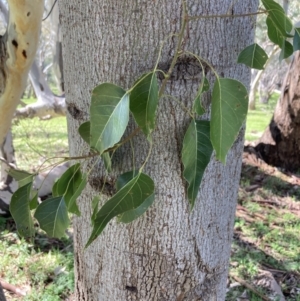 Brachychiton populneus at Chiltern, VIC - 31 Aug 2023 11:23 AM