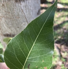 Brachychiton populneus at Chiltern, VIC - 31 Aug 2023 11:23 AM