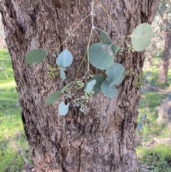 Eucalyptus polyanthemos subsp. vestita (Red Box) at Chiltern-Mt Pilot National Park - 31 Aug 2023 by AnneG1