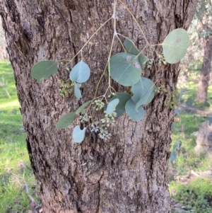 Eucalyptus polyanthemos subsp. vestita at Chiltern, VIC - 31 Aug 2023 11:18 AM