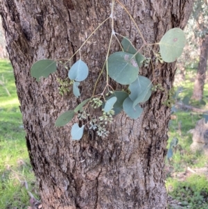 Eucalyptus polyanthemos subsp. vestita at Chiltern, VIC - 31 Aug 2023