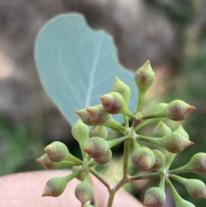 Eucalyptus polyanthemos subsp. vestita at Chiltern, VIC - 31 Aug 2023