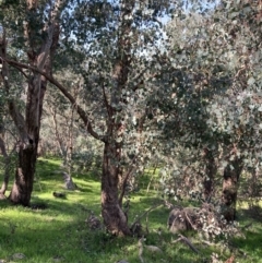 Eucalyptus polyanthemos subsp. vestita at Chiltern, VIC - 31 Aug 2023