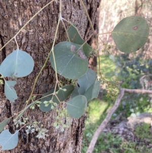 Eucalyptus polyanthemos subsp. vestita at Chiltern, VIC - 31 Aug 2023 11:18 AM