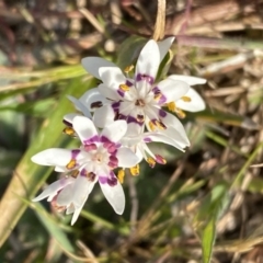 Wurmbea dioica subsp. dioica (Early Nancy) at Stromlo, ACT - 10 Sep 2023 by SteveBorkowskis