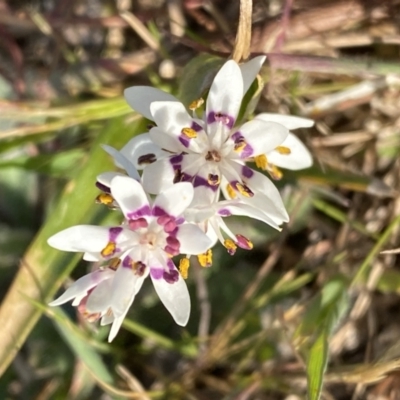 Wurmbea dioica subsp. dioica (Early Nancy) at Stromlo, ACT - 10 Sep 2023 by SteveBorkowskis