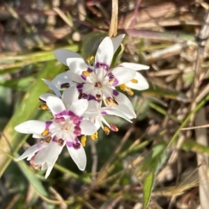 Wurmbea dioica subsp. dioica at Stromlo, ACT - 10 Sep 2023