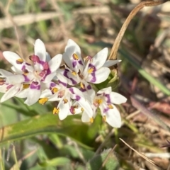 Wurmbea dioica subsp. dioica at Stromlo, ACT - 10 Sep 2023