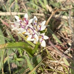 Wurmbea dioica subsp. dioica at Stromlo, ACT - 10 Sep 2023