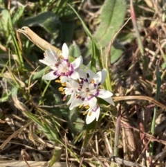 Wurmbea dioica subsp. dioica at Stromlo, ACT - 10 Sep 2023