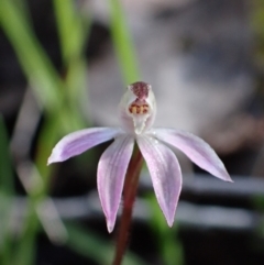 Caladenia fuscata (Dusky Fingers) at Chiltern-Mt Pilot National Park - 31 Aug 2023 by AnneG1