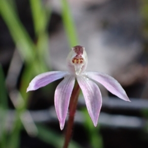 Caladenia fuscata (Dusky Fingers) at Chiltern, VIC by AnneG1