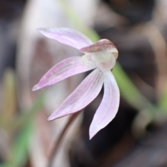 Caladenia fuscata at Chiltern, VIC - suppressed