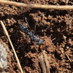 Myrmecia sp., pilosula-group (Jack jumper) at Dry Plain, NSW - 19 May 2023 by AndyRoo