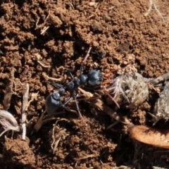 Myrmecia sp., pilosula-group at Dry Plain, NSW - 19 May 2023