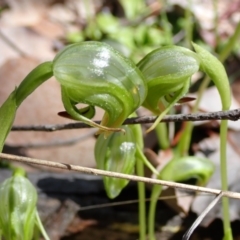 Pterostylis nutans (Nodding Greenhood) at Chiltern-Mt Pilot National Park - 31 Aug 2023 by AnneG1