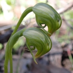Pterostylis nutans at Chiltern, VIC - 31 Aug 2023