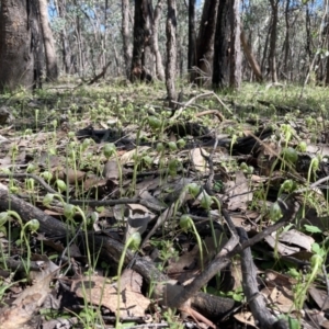 Pterostylis nutans at Chiltern, VIC - 31 Aug 2023