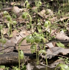 Pterostylis nutans at Chiltern, VIC - suppressed