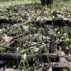 Pterostylis nutans at Chiltern, VIC - suppressed