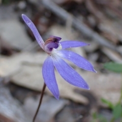 Cyanicula caerulea (Blue Fingers, Blue Fairies) at Chiltern, VIC - 31 Aug 2023 by AnneG1