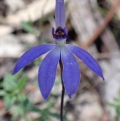 Cyanicula caerulea at Chiltern, VIC - 31 Aug 2023