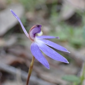 Cyanicula caerulea at Chiltern, VIC - 31 Aug 2023