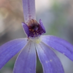 Cyanicula caerulea at Chiltern, VIC - 31 Aug 2023