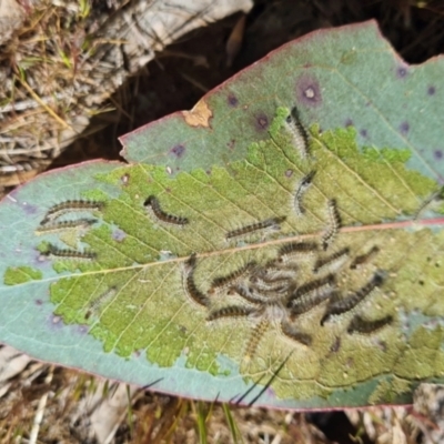 Uraba lugens (Gumleaf Skeletonizer) at Molonglo Valley, ACT - 11 Sep 2023 by galah681