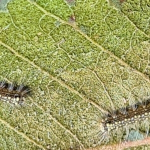 Uraba lugens at Molonglo Valley, ACT - 11 Sep 2023