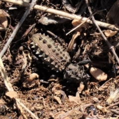 Acantholophus echinatus (Spiny ground weevil) at Top Hut TSR - 19 May 2023 by AndyRoo