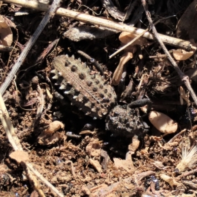 Acantholophus echinatus (Spiny ground weevil) at Dry Plain, NSW - 19 May 2023 by AndyRoo