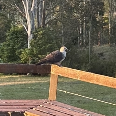 Columba leucomela (White-headed Pigeon) at Kangaroo Valley, NSW - 11 Sep 2023 by lbradley
