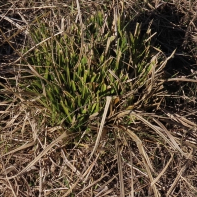 Carex appressa at Dry Plain, NSW - 19 May 2023 by AndyRoo