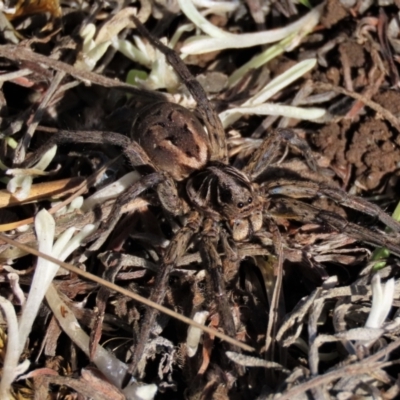 Tasmanicosa sp. (genus) (Unidentified Tasmanicosa wolf spider) at Top Hut TSR - 19 May 2023 by AndyRoo