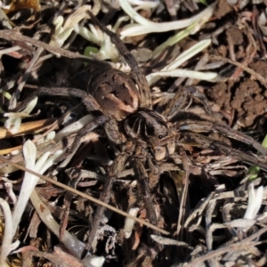 Tasmanicosa sp. (genus) at Dry Plain, NSW - 19 May 2023