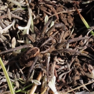 Tasmanicosa sp. (genus) at Dry Plain, NSW - 19 May 2023