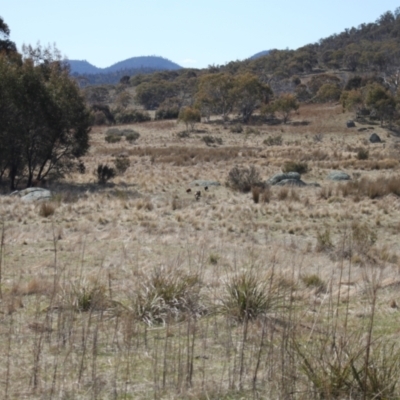 Sus scrofa (Pig (feral)) at Rendezvous Creek, ACT - 10 Sep 2023 by VanceLawrence