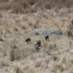 Sus scrofa at Rendezvous Creek, ACT - suppressed