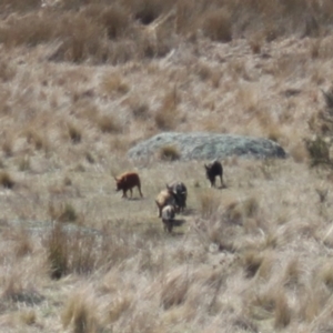 Sus scrofa at Rendezvous Creek, ACT - 10 Sep 2023